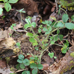 Photographie n°2486372 du taxon Potentilla sterilis (L.) Garcke [1856]