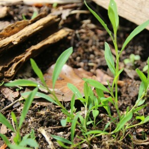 Photographie n°2486383 du taxon Polygonum aviculare L. [1753]