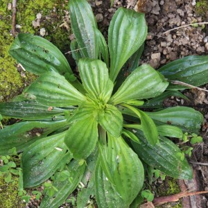 Photographie n°2486387 du taxon Plantago media L.