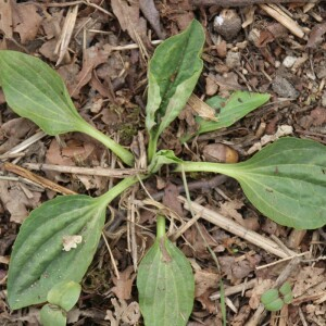 Photographie n°2486388 du taxon Plantago major L.