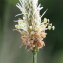  otyugh - Plantago lanceolata L. [1753]