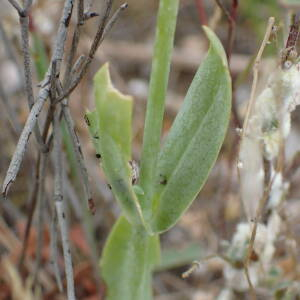 Photographie n°2486394 du taxon Blackstonia imperfoliata (L.f.) Samp.