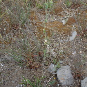 Photographie n°2486395 du taxon Blackstonia imperfoliata (L.f.) Samp.