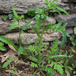 Photographie n°2486400 du taxon Papaver rhoeas L.