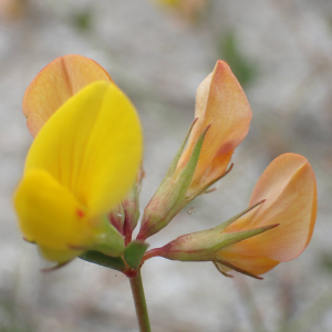 Photographie n°2486401 du taxon Lotus corniculatus subsp. preslii (Ten.) P.Fourn.