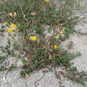 Photographie n°2486406 du taxon Lotus corniculatus subsp. preslii (Ten.) P.Fourn.