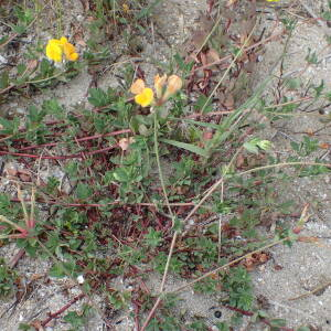 Photographie n°2486407 du taxon Lotus corniculatus subsp. preslii (Ten.) P.Fourn.