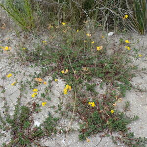 Photographie n°2486408 du taxon Lotus corniculatus subsp. preslii (Ten.) P.Fourn.