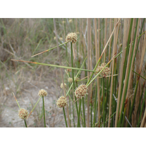 Scirpoides holoschoenus subsp. australis (L.) Soják (Scirpe du Midi)