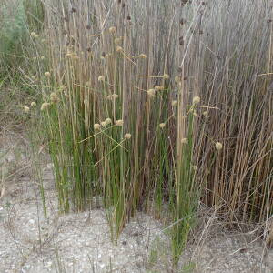 Photographie n°2486416 du taxon Scirpoides holoschoenus subsp. australis (L.) Soják