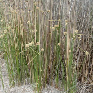  - Scirpoides holoschoenus subsp. australis (L.) Soják