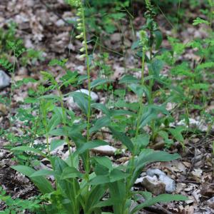 Photographie n°2486457 du taxon Digitalis lutea L.