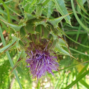 Photographie n°2486472 du taxon Silybum marianum (L.) Gaertn. [1791]