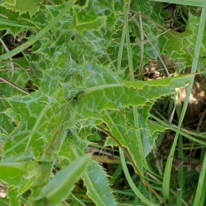 Photographie n°2486473 du taxon Silybum marianum (L.) Gaertn. [1791]