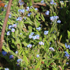 Photographie n°2486487 du taxon Myosotis arvensis (L.) Hill [1764]