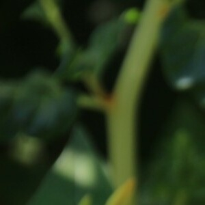 Photographie n°2486488 du taxon Mirabilis jalapa L. [1753]