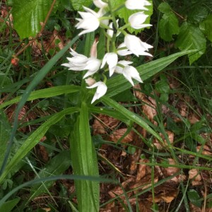 Photographie n°2486544 du taxon Cephalanthera longifolia (L.) Fritsch