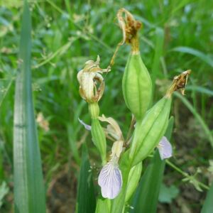 Photographie n°2486612 du taxon Iris foetidissima L. [1753]
