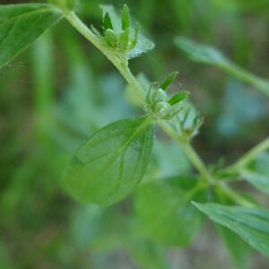 Photographie n°2486756 du taxon Lithospermum officinale L. [1753]