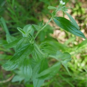 Photographie n°2486757 du taxon Lithospermum officinale L. [1753]