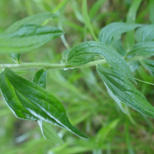 Photographie n°2486760 du taxon Lithospermum officinale L. [1753]