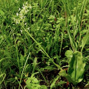 Photographie n°2486795 du taxon Platanthera bifolia (L.) Rich. [1817]