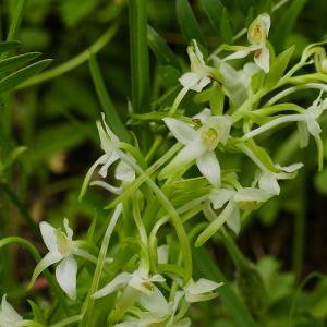 Photographie n°2486796 du taxon Platanthera bifolia (L.) Rich. [1817]