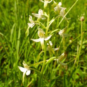 Photographie n°2486798 du taxon Platanthera bifolia (L.) Rich. [1817]