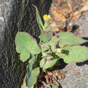 Photographie n°2486811 du taxon Sonchus oleraceus L.