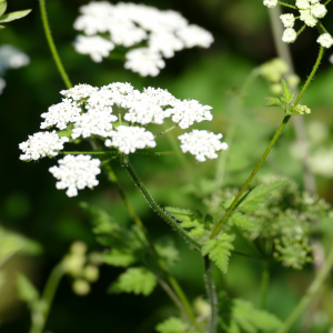 Photographie n°2486831 du taxon Chaerophyllum temulum L.