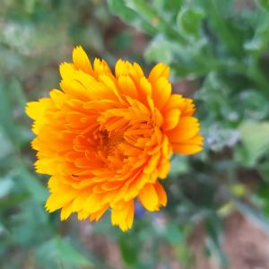 Photographie n°2486858 du taxon Calendula L. [1753]