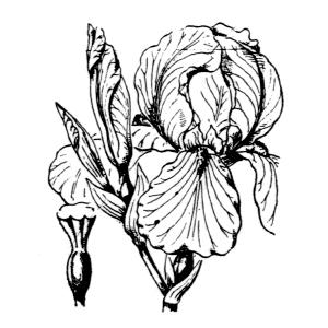 Iris pallida Lam. (Iris pâle)