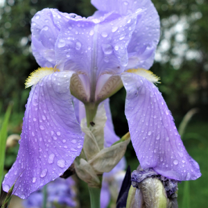 manuellepap, le 12 mai 2021 (Mouans-Sartoux (Jardins du Musée International de la Parfumerie))