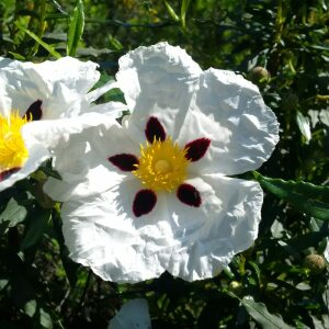 Photographie n°2486880 du taxon Cistus ladanifer L. [1753]