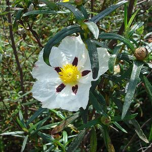 Photographie n°2486881 du taxon Cistus ladanifer L. [1753]