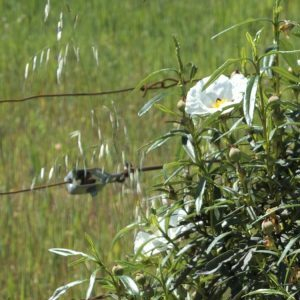 Photographie n°2486883 du taxon Cistus ladanifer L. [1753]