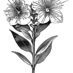 Photographie n°2486884 du taxon Myrtus communis L. [1753]