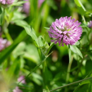 Photographie n°2486940 du taxon Trifolium pratense L.