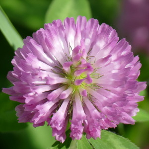 Photographie n°2486941 du taxon Trifolium pratense L.