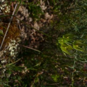 Photographie n°2486960 du taxon Bupleurum baldense Turra [1764]