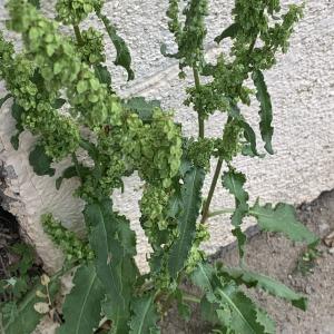 Photographie n°2486970 du taxon Rumex crispus L.