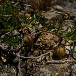 Photographie n°2486986 du taxon Fumana procumbens (Dunal) Gren. & Godr. [1847]