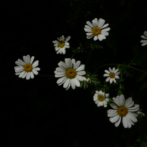 Photographie n°2487001 du taxon Tanacetum corymbosum (L.) Sch.Bip. [1844]