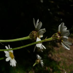 Photographie n°2487003 du taxon Tanacetum corymbosum (L.) Sch.Bip. [1844]