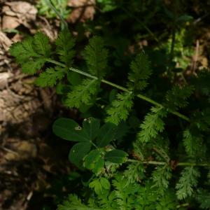 Photographie n°2487004 du taxon Tanacetum corymbosum (L.) Sch.Bip. [1844]