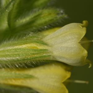 - Onosma tricerosperma subsp. atlantica (Braun-Blanq. ex Kerguélen) B.Bock & J.M.Tison [2013]