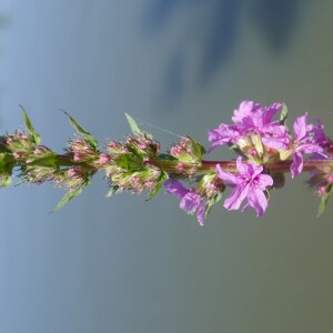 Photographie n°2487027 du taxon Lythrum salicaria L.