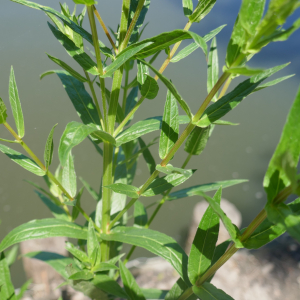 Photographie n°2487030 du taxon Lythrum salicaria L.