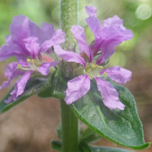 Photographie n°2487031 du taxon Lythrum salicaria L.