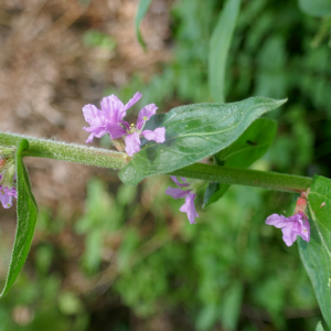 Photographie n°2487032 du taxon Lythrum salicaria L.